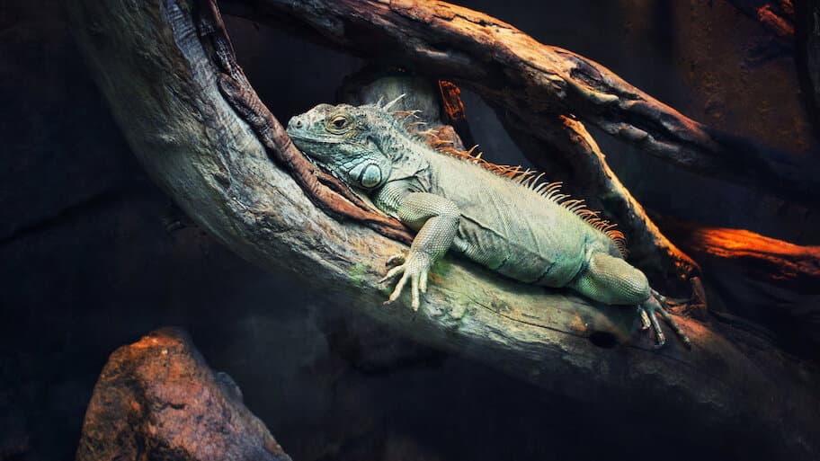 72 Dangerous Animals: Latin America