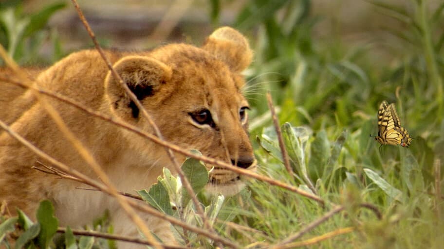 If I Were an Animal - Netflix availability