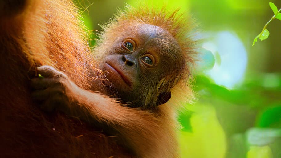 Secret Lives of Orangutans