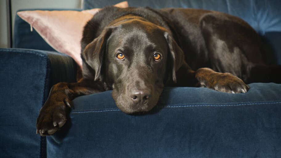 The Hidden Lives of Pets