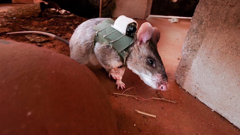 Mozambique's Minesweeper Rats