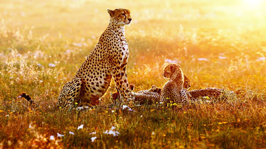 Lions – The Private Life of Big Cats