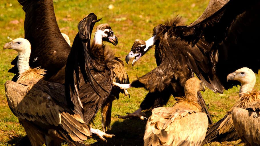 Iberia's Natural Border