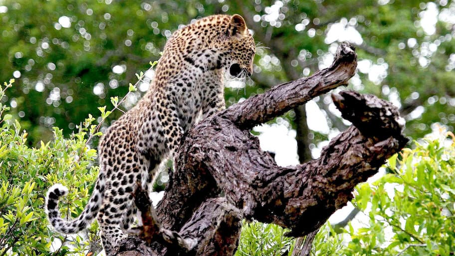 Die Magie des Leoparden