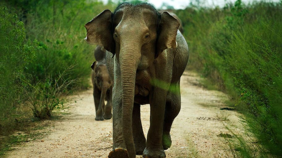 Sri Lanka - Island of Hope