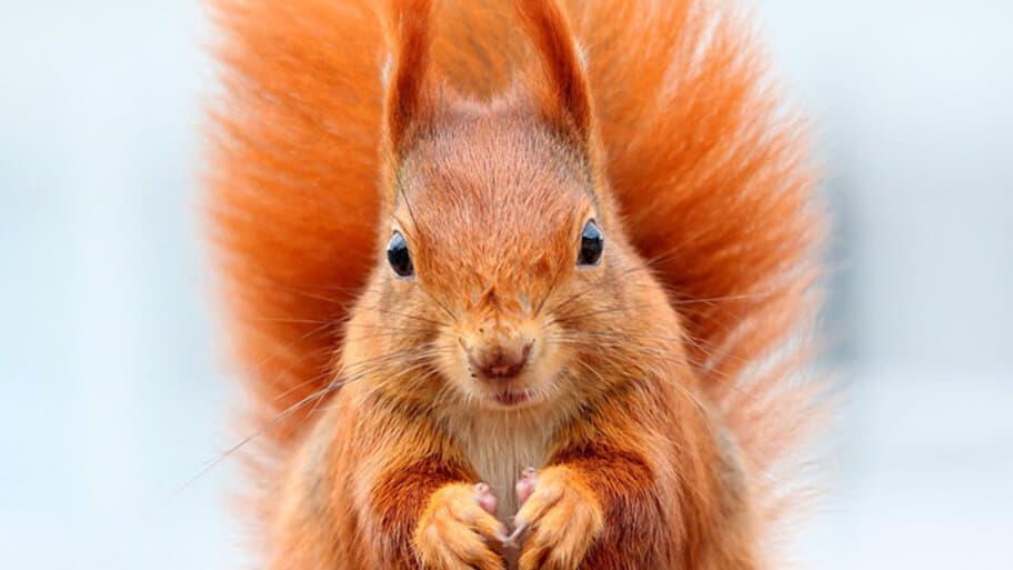 Secrets of Squirrels