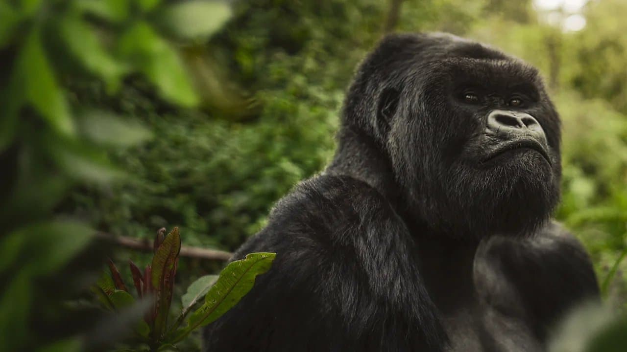 A Gorilla Story: Told by David Attenborough