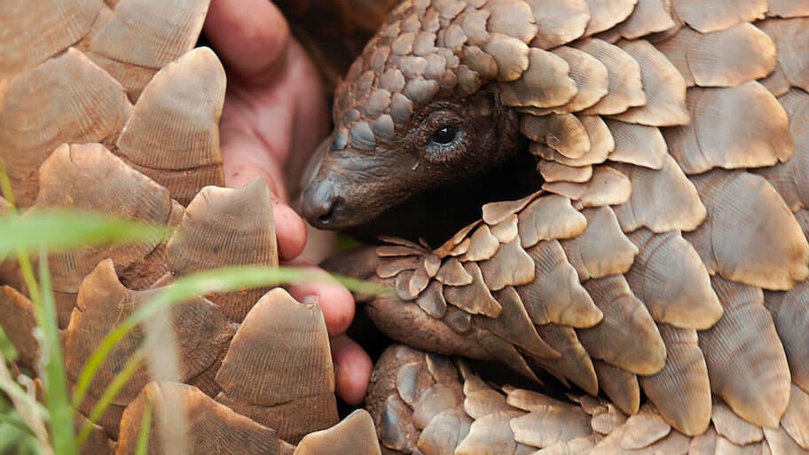 Pangolin: Kulu’s Journey