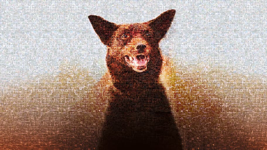 Koko: A Red Dog Story