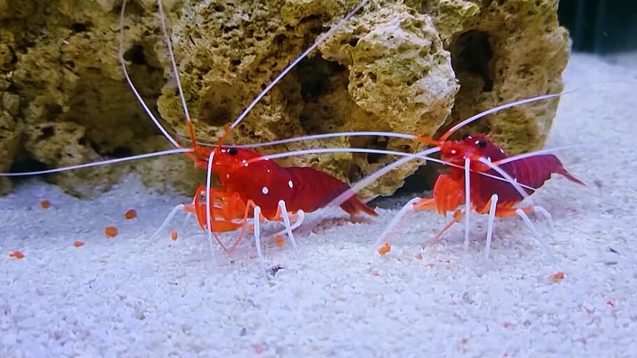 TV Book of Creatures