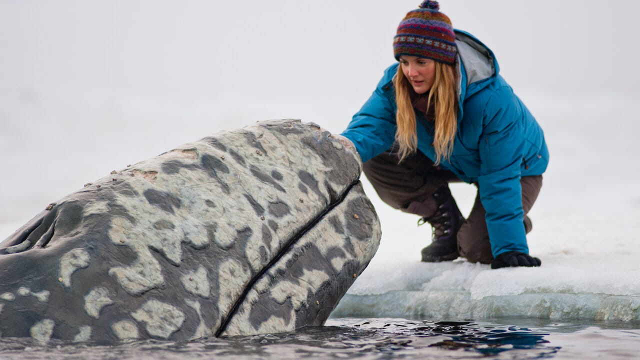 Big Miracle backdrop