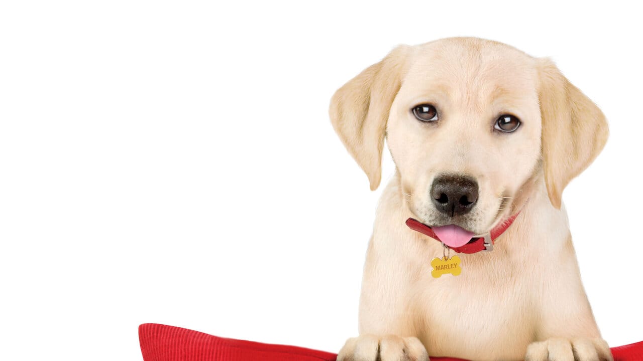 Marley and Me: The Puppy Years backdrop