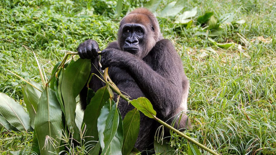 Bama and the Lost Gorillas backdrop