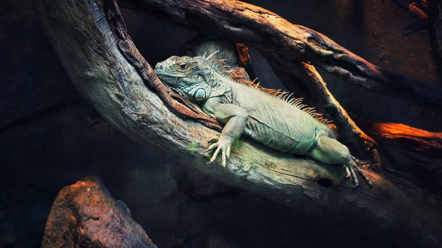 72 Dangerous Animals: Latin America backdrop