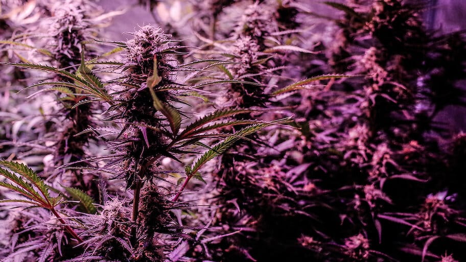 Highland: Thailand's Marijuana Awakening backdrop