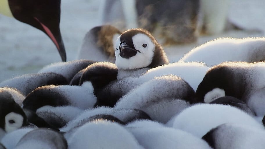 Wild Babies backdrop