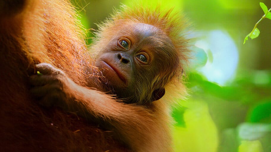 Secret Lives of Orangutans backdrop