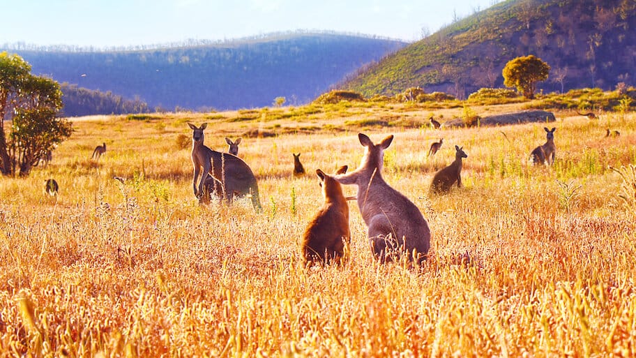 Kangaroo Valley backdrop