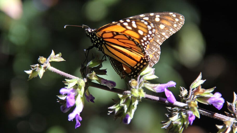 Flight of the Monarch Butterfly backdrop