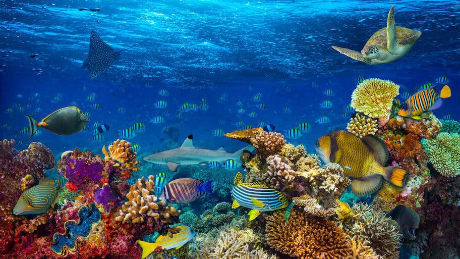 Magical Reef: The Islands Of The Four Kings backdrop