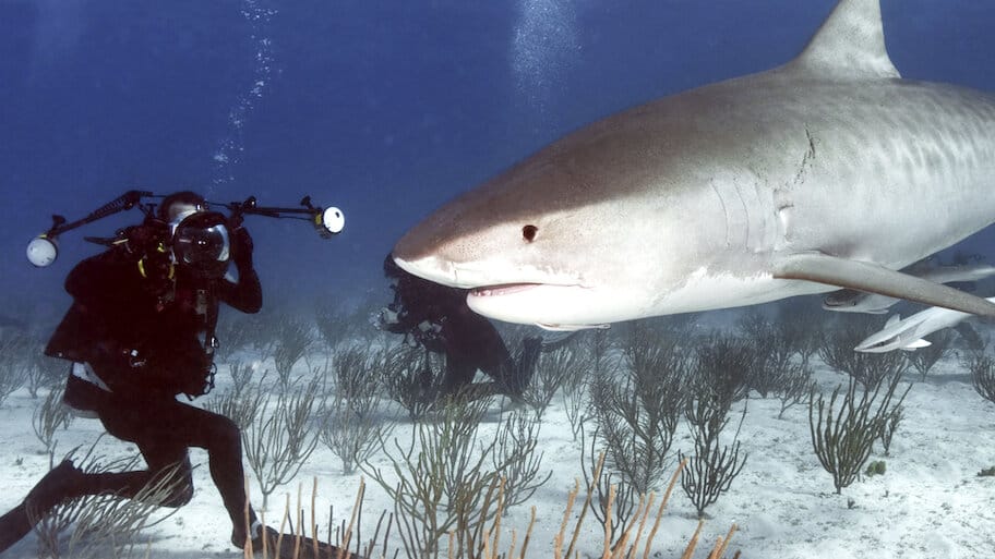 Sharks: Monster Of The Media backdrop