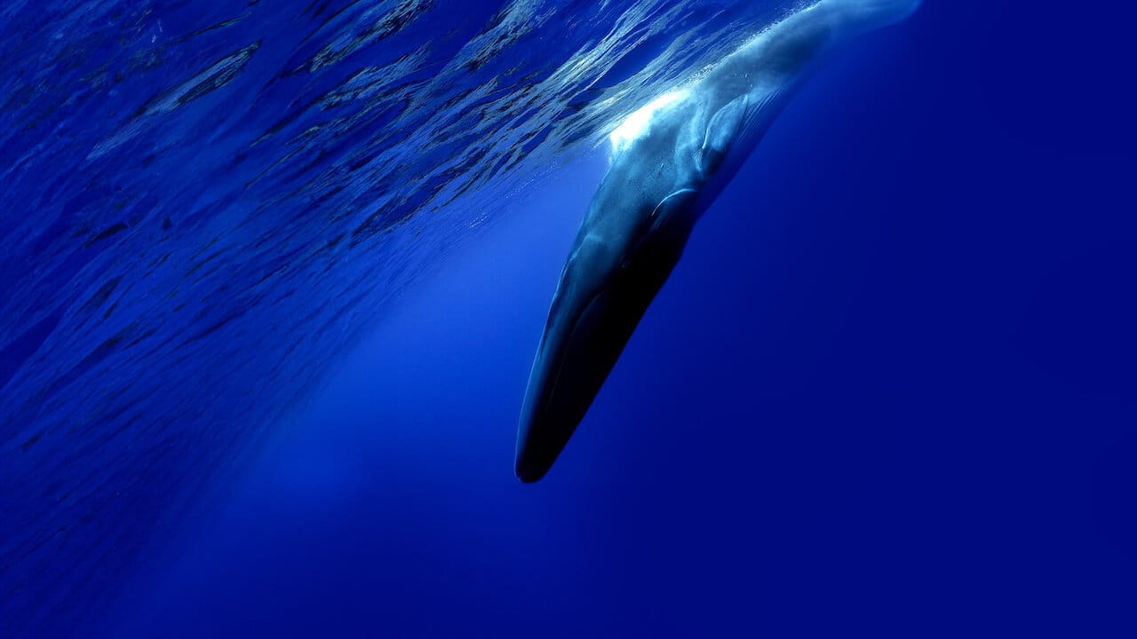 The Loneliest Whale: The Search for 52 backdrop