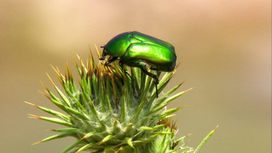 Wilder Iran backdrop