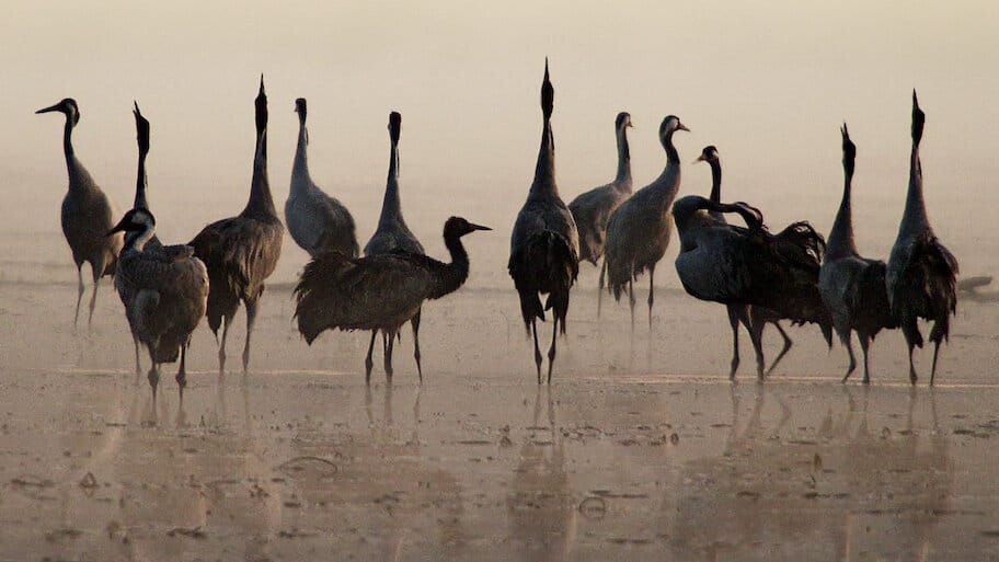 Wild Germany – Exploring Lusatia backdrop