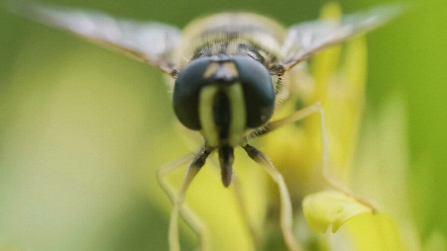 Wild Switzerland backdrop