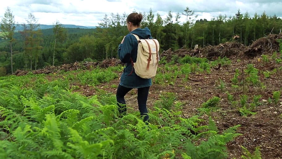 Wood Industry: A Business Against Nature backdrop