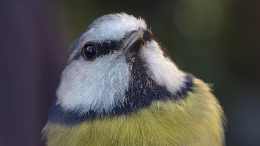 British Garden: Life and Death on Your Lawn backdrop