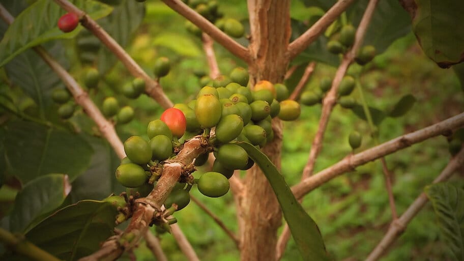 Story of...Coffee backdrop