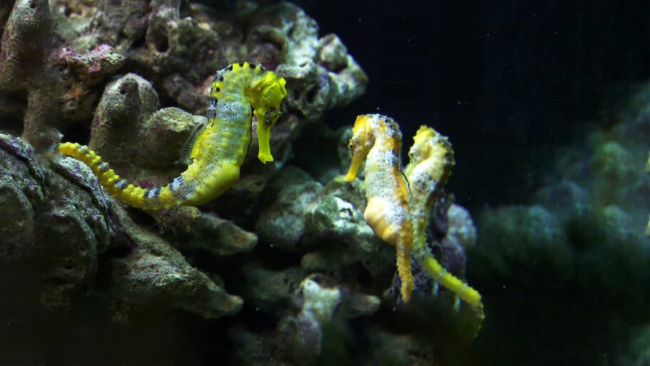 Seahorse Man backdrop