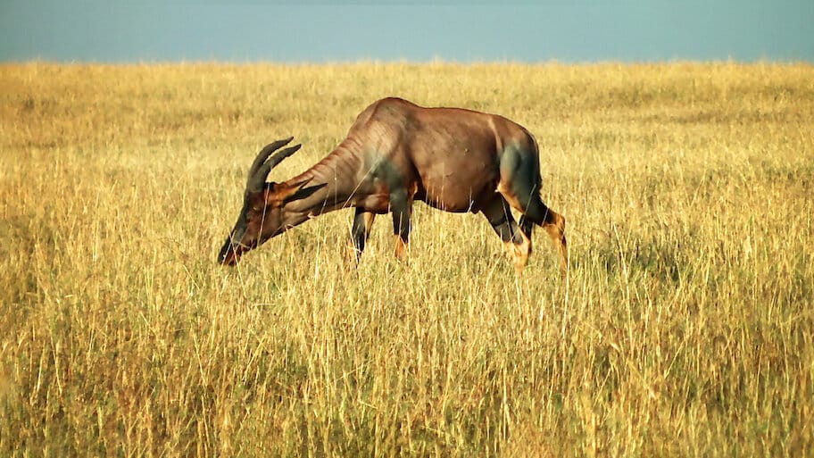 Endless Horizon backdrop