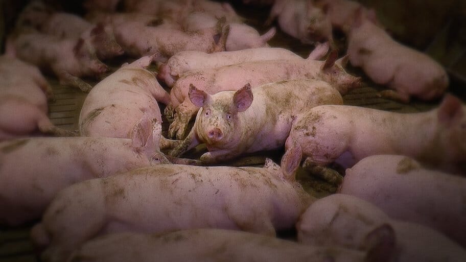 Hogwood: A Modern Horror Story backdrop