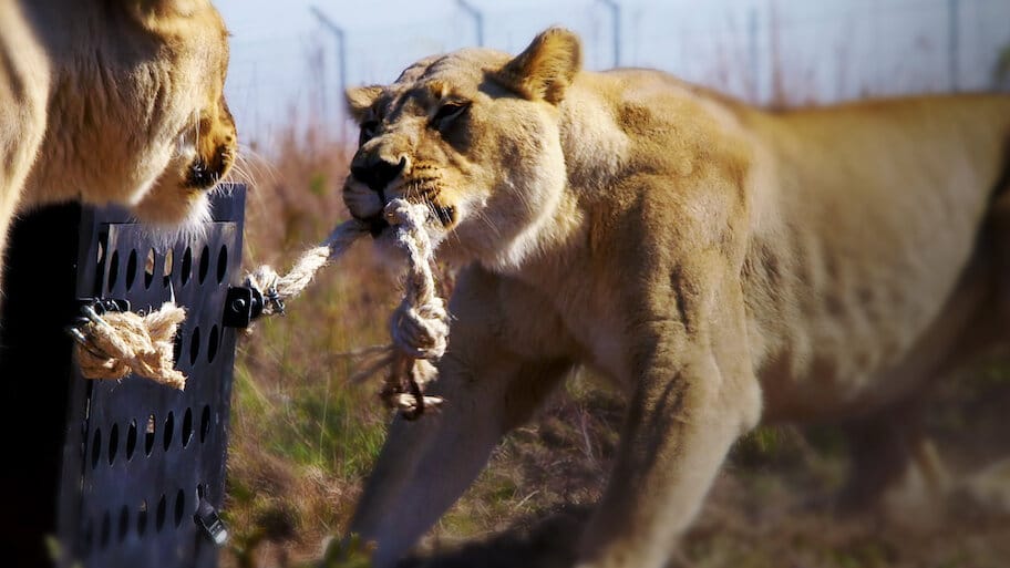 Killer IQ: Lion vs. Hyena backdrop