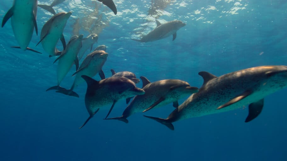 Secret World of Sound with David Attenborough backdrop