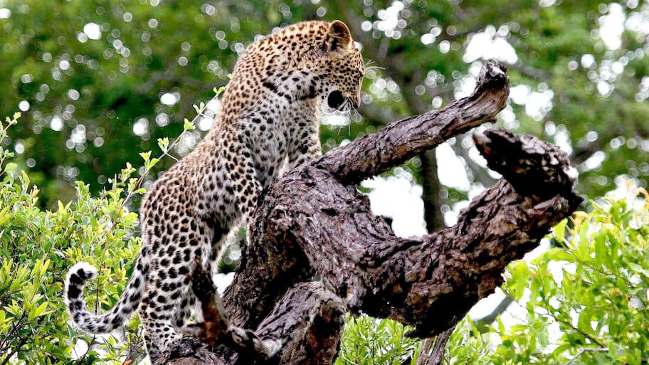 Die Magie des Leoparden backdrop