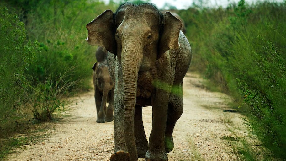 Sri Lanka - Island of Hope backdrop