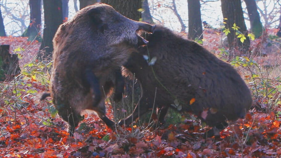 Wild Boar: The Comeback backdrop