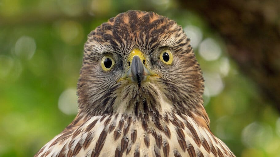 Stars and Stripes backdrop