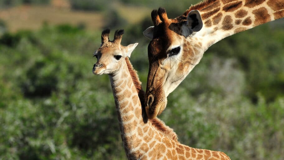 Shamwari Untamed backdrop