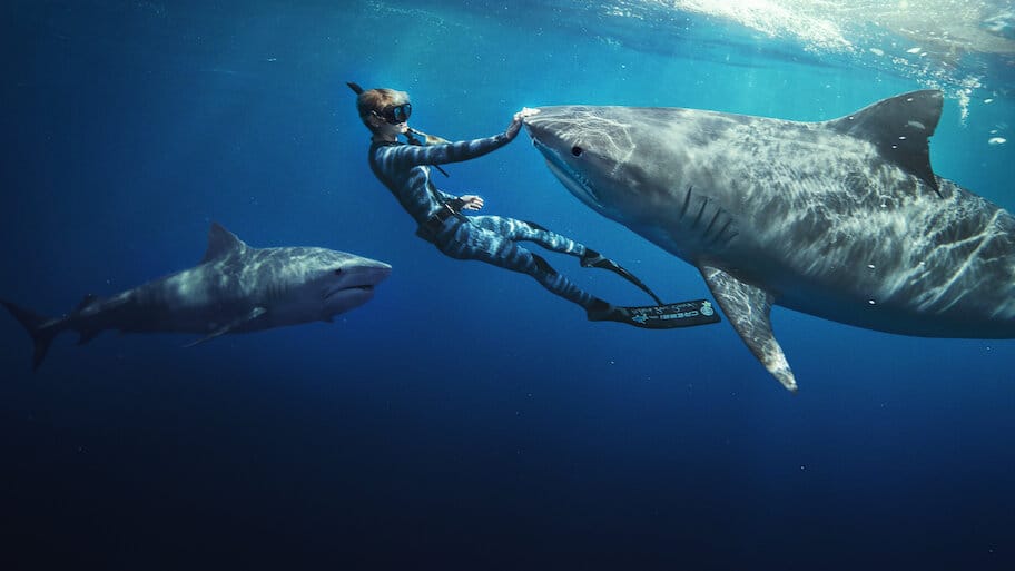 Shark Whisperer backdrop