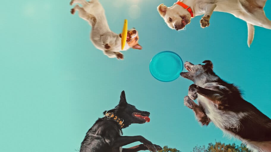 Inside the Mind of a Dog backdrop