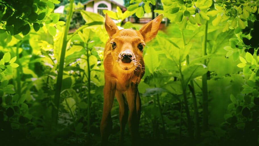 Backyard Wilderness backdrop