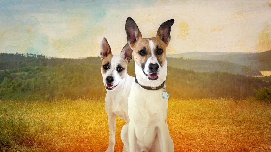 Gump - We Are Duo backdrop