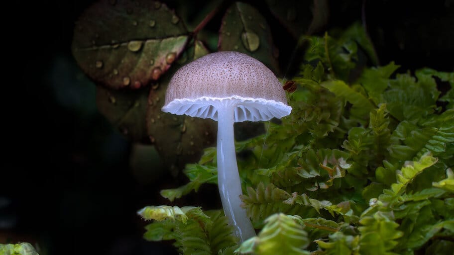 Follow the Rain backdrop
