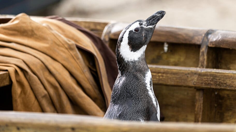 My Penguin Friend backdrop