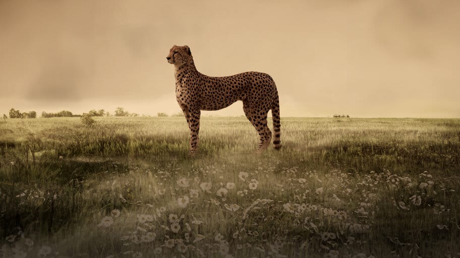 Life of Samantha backdrop