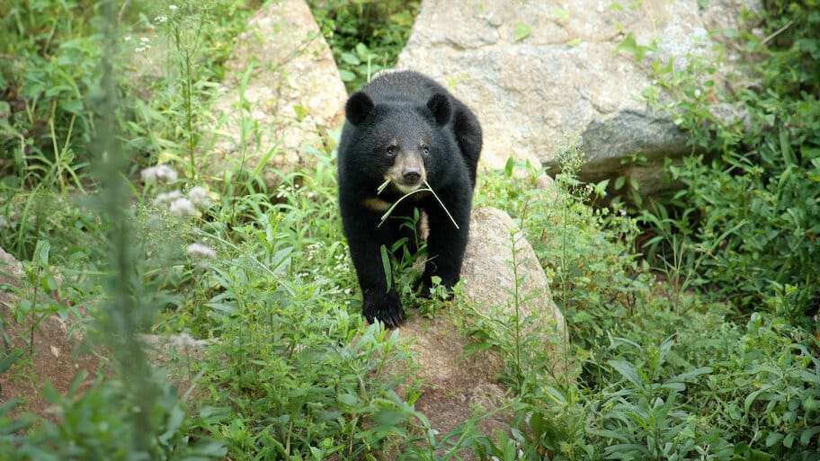 The Return of the Moon Bear to Nature backdrop